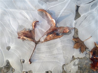In einer Pfütze gefrorene Blätter vom Berghorn (Acer pseudoplatanus) in Hockenheim) photo