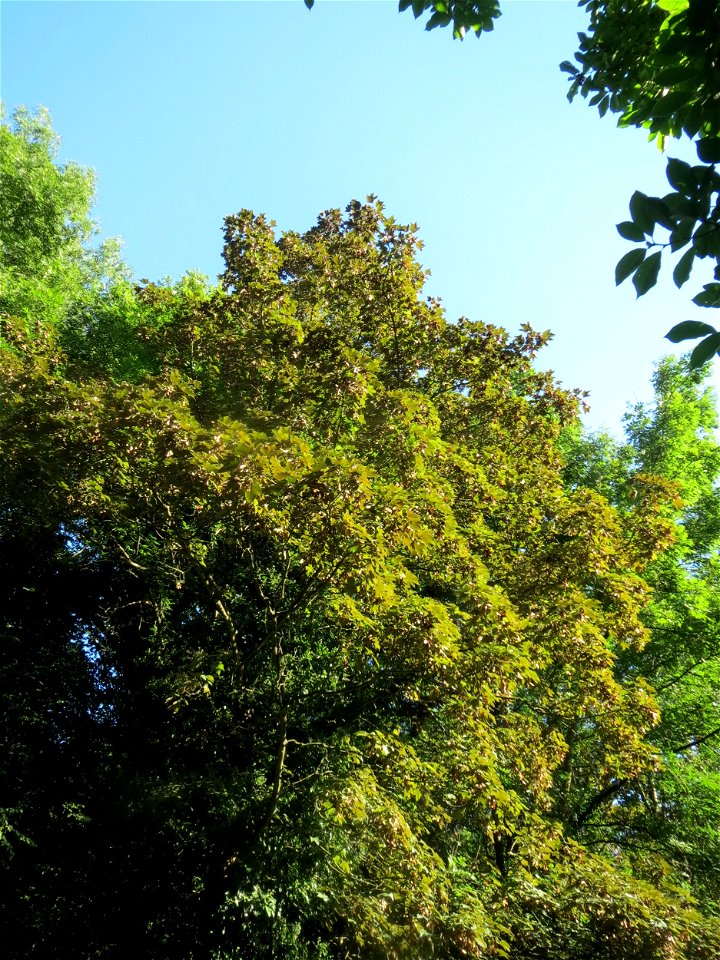 Bergahorn (Acer pseudoplatanus) im Rodenhoferdell in Alt-Saarbrücken