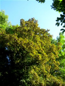 Bergahorn (Acer pseudoplatanus) im Rodenhoferdell in Alt-Saarbrücken photo