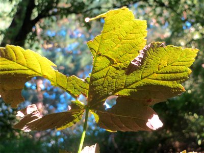 Bergahorn (Acer pseudoplatanus) im Rodenhoferdell in Alt-Saarbrücken