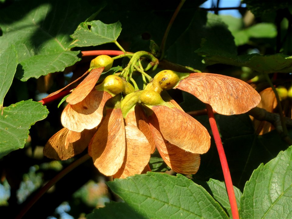 Berg-Ahorn (Acer pseudoplatanus) in Hockenheim