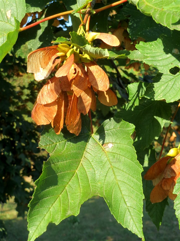 Berg-Ahorn (Acer pseudoplatanus) in Hockenheim
