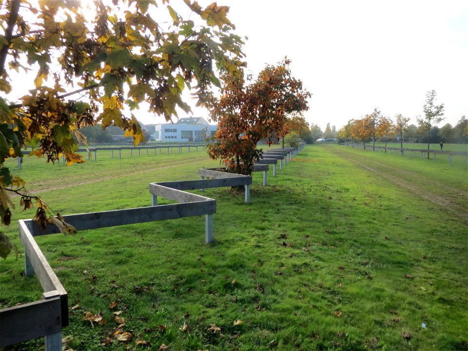 Berghorn (Acer pseudoplatanus) in Hockenheim