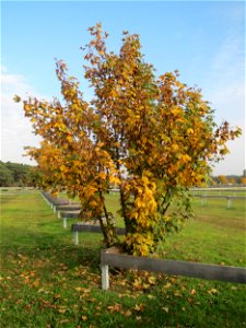 Berghorn (Acer pseudoplatanus) in Hockenheim