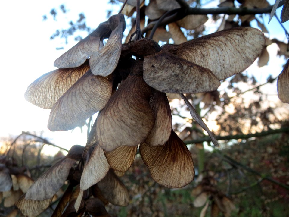 Berghorn (Acer pseudoplatanus) in Hockenheim