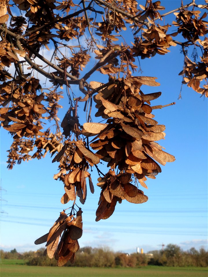 Bergahorn (Acer pseudoplatanus) bei Altlußheim