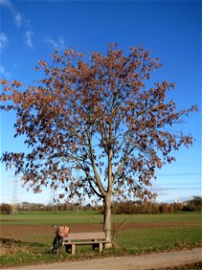 Bergahorn (Acer pseudoplatanus) bei Altlußheim