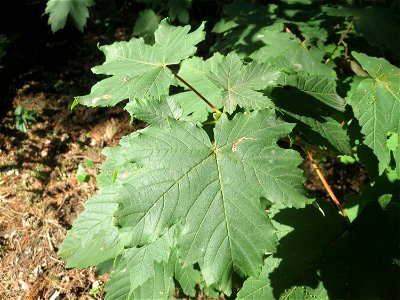 Blätter vom Bergahorn (Acer pseudoplatanus) am Hockenheimer Baggersee in der Schwetzinger Hardt photo