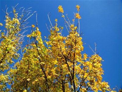 Bergahorn (Acer pseudoplatanus) am Osthafen Saarbrücken photo