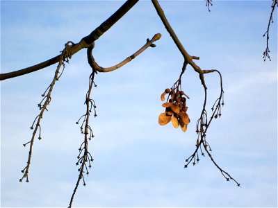 Berghorn (Acer pseudoplatanus) auf einer Parkplatzwiese am Nordring in Hockenheim