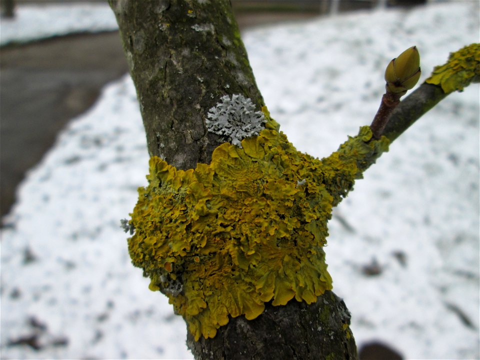 Gewöhnliche Gelbflechte (Xanthoria parietina) an einem Berghorn (Acer pseudoplatanus) an der A61 bei Hockenheim bei Neuschnee am 18. März 2018