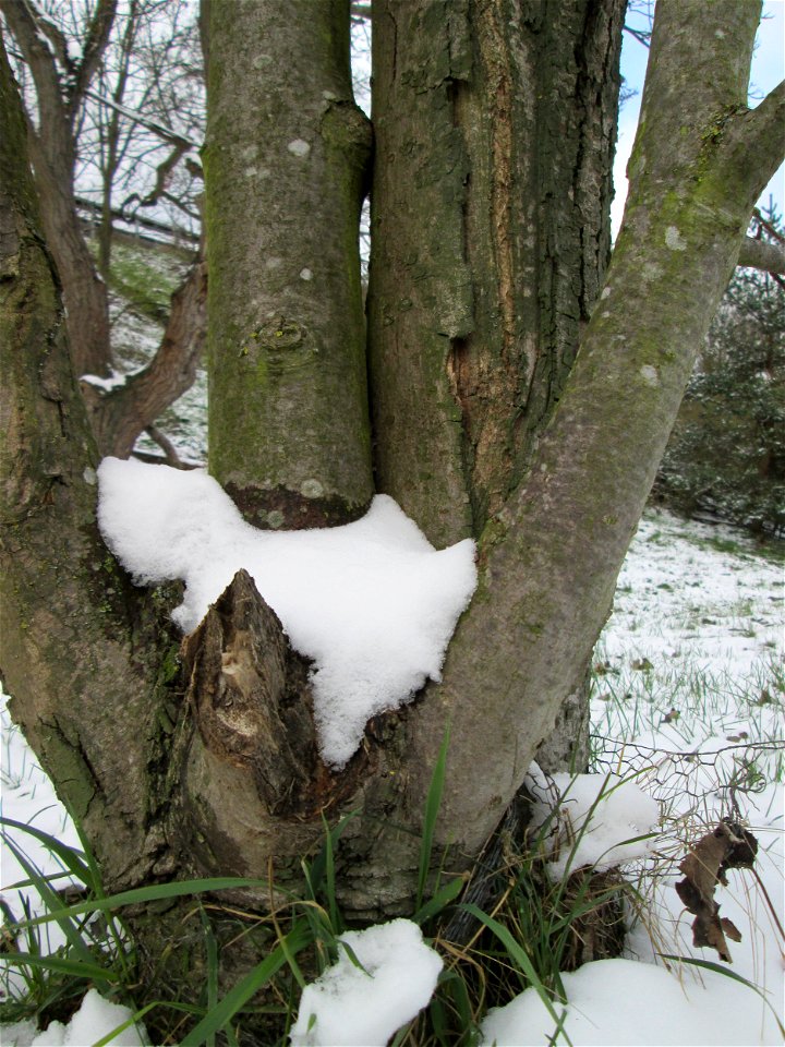 Berghorn (Acer pseudoplatanus) an der A61 bei Hockenheim bei Neuschnee am 18. März 2018