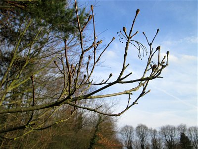 Knospen vom Berghorn (Acer pseudoplatanus) in Hockenheim