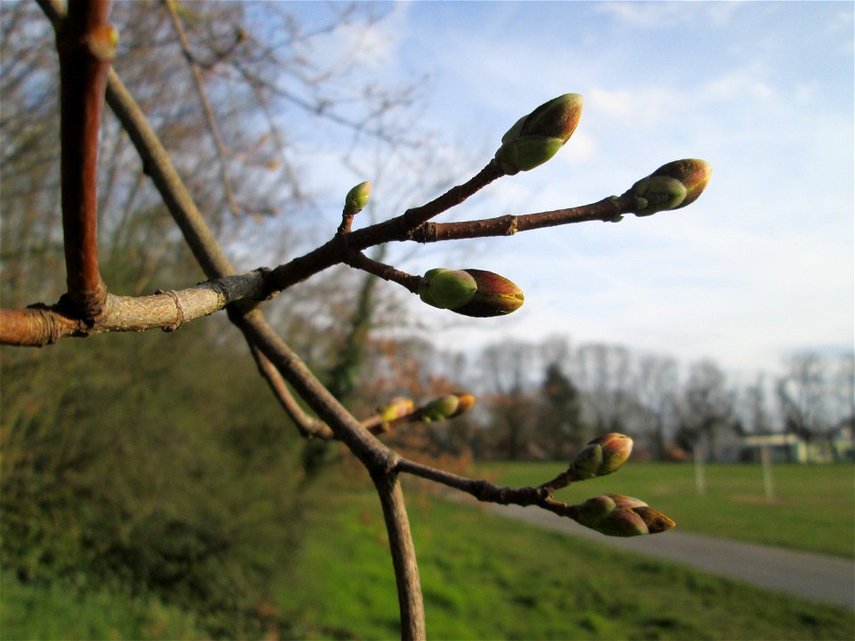 Knospen vom Berghorn (Acer pseudoplatanus) in Hockenheim