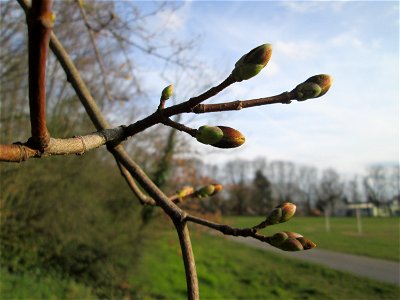 Knospen vom Berghorn (Acer pseudoplatanus) in Hockenheim photo