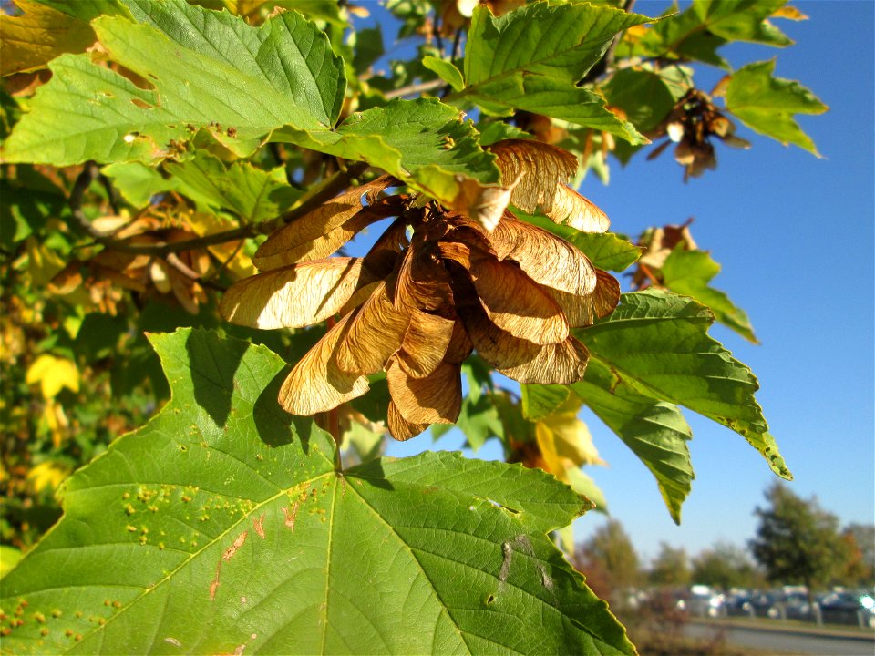 Früchte vom Berghorn (Acer pseudoplatanus) an der A61 bei Hockenheim