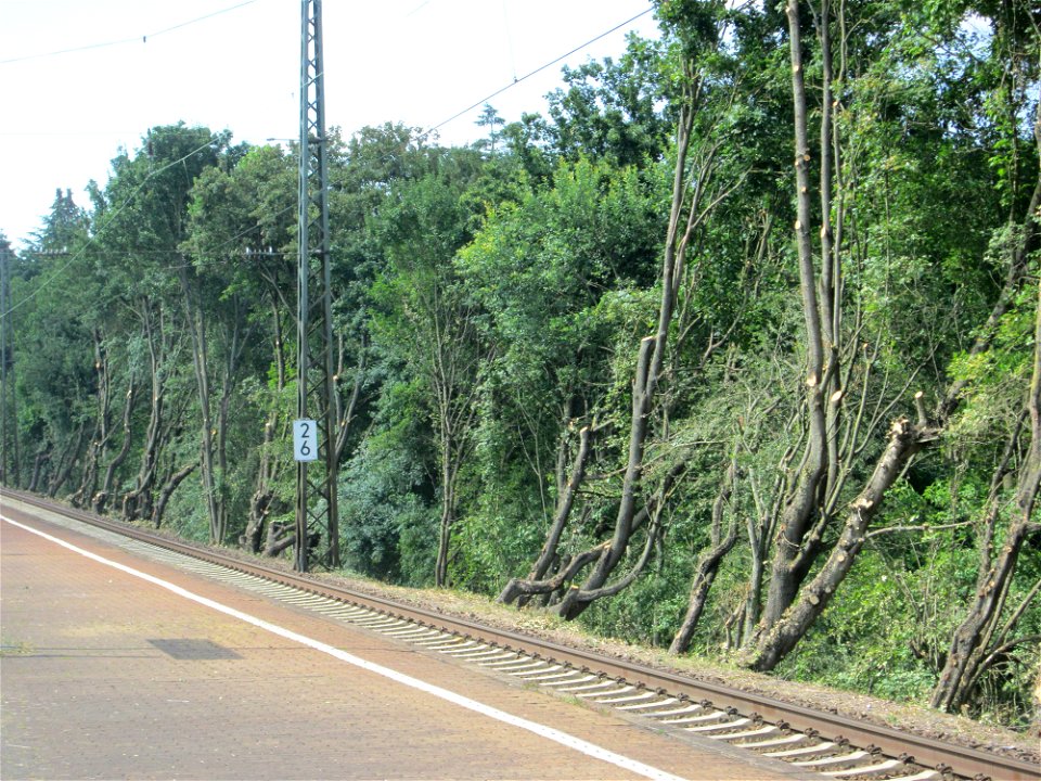 Zurückgeschnittenes Bergahorn (Acer pseudoplatanus) am Bahnhof Saarbrücken-Ost photo