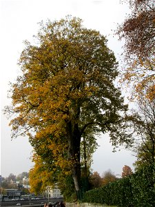 Bergahorn (Acer pseudoplatanus) an der Saar in Saarbrücken