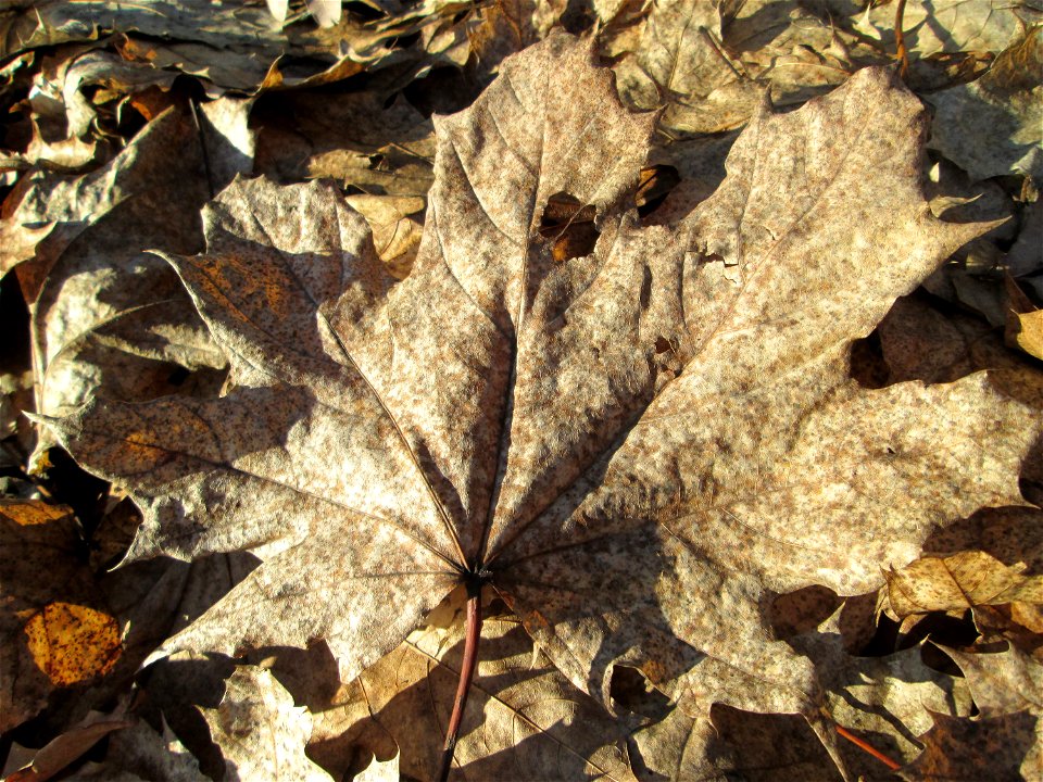 Berghorn (Acer pseudoplatanus) in Güdingen