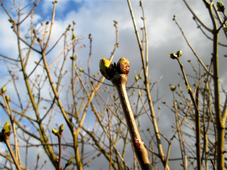 Bergahorn (Acer pseudoplatanus) in Brebach
