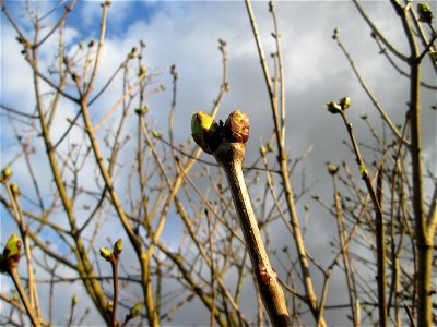 Bergahorn (Acer pseudoplatanus) in Brebach photo