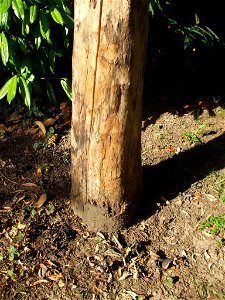 Rußrindenkrankheit an einem abgestorbenen Ahornbaum photo