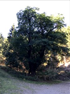 Naturdenkmal "Dicker Forstmeister" Bergahorn, über 400 Jahre alt photo