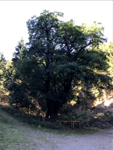 Naturdenkmal "Dicker Forstmeister" Bergahorn, über 400 Jahre alt