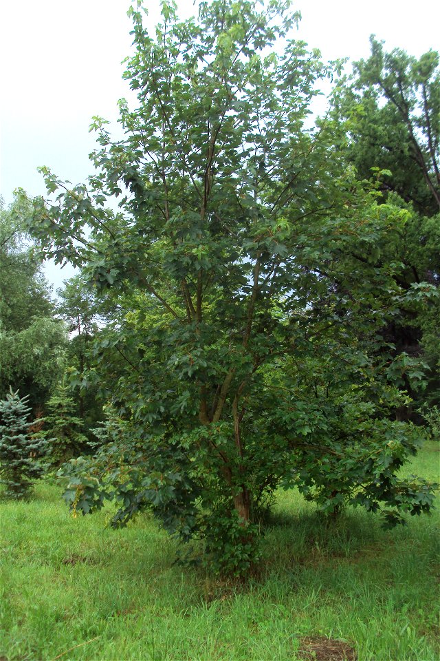 Zelený javor v arboretu