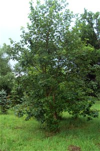 Zelený javor v arboretu photo