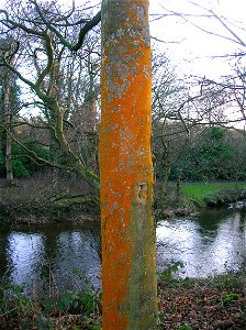 Was named as "Mustard Powder Lichen" on Sycamore bark = Eglinton Country Park, North Ayrshire, Scotland. but misidentified, correct identity is Trentepohlia sp. (green alga with orange pigment, Chloro photo