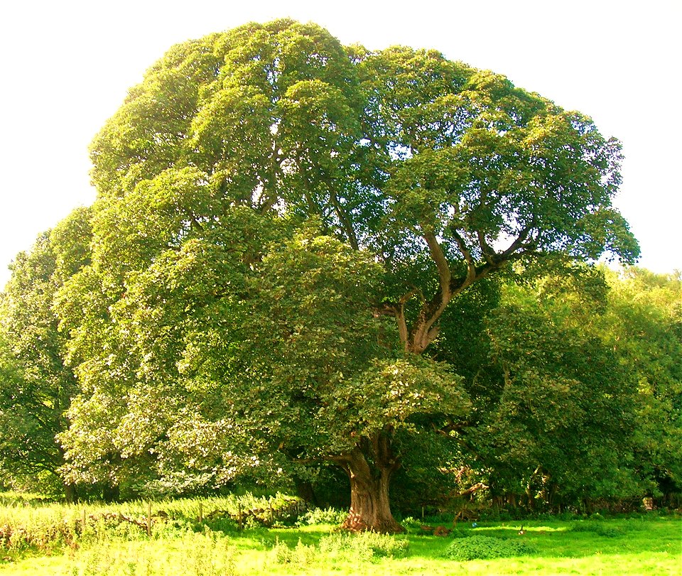 Ancient Sycamore (5 metres circumference) at Old Auchans, Dundonald, South Ayrshire, Scotland