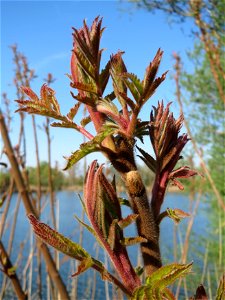Essigbaum (Rhus typhina) am Erlichsee bei Oberhausen-Rheinhausen