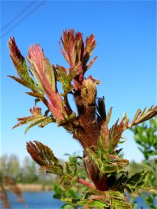 Essigbaum (Rhus typhina) am Erlichsee bei Oberhausen-Rheinhausen