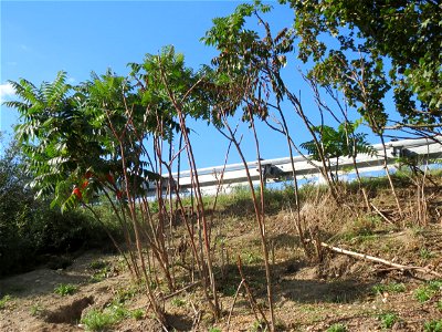 Essigbaum (Rhus typhina) an der A61 in Hockenheimer Rheinbogen