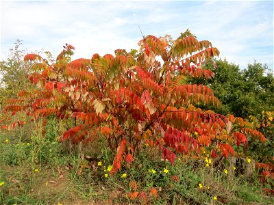 Essigbaum (Rhus typhina) auf der Friedenshöhe (Naturschutzgebiet Oftersheimer Dünen)