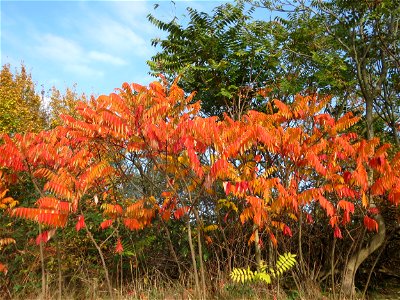 Essigbaum (Rhus typhina) in Hockenheim photo