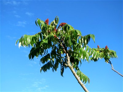 Essigbaum (Rhus typhina) in Hockenheim-Talhaus photo