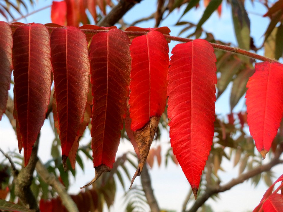 Essigbaum (Rhus typhina) in Hockenheim