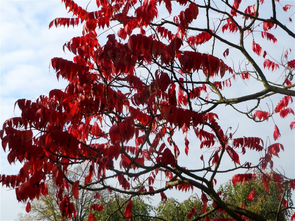 Essigbaum (Rhus typhina) in Hockenheim