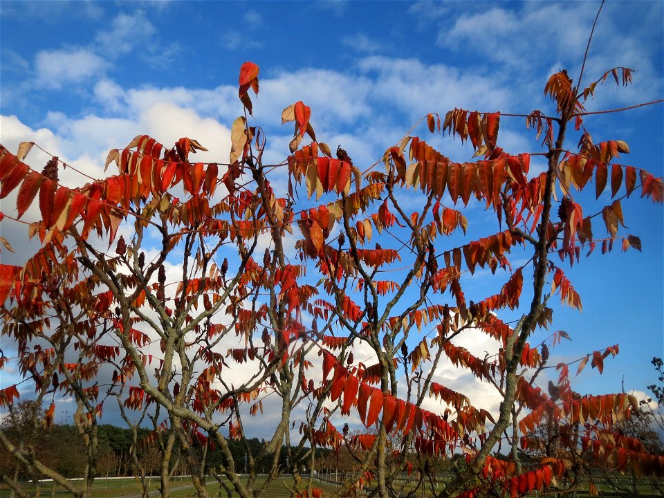 Essigbaum (Rhus typhina) in Hockenheim