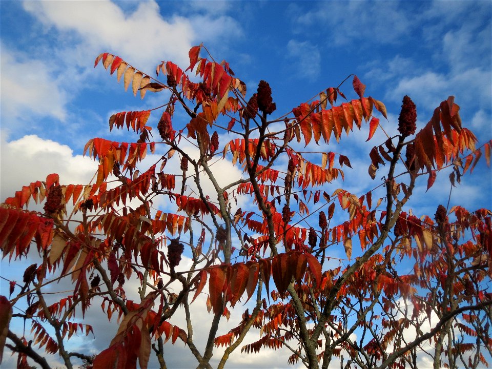 Essigbaum (Rhus typhina) in Hockenheim