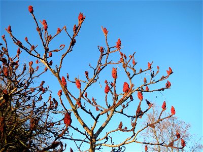 Essigbaum (Rhus typhina) in Hockenheim. Der Essigbaum verbreitet sich vielerorts invasiv, in diesem Fall ist er gepflanzt