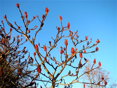 Essigbaum (Rhus typhina) in Hockenheim. Der Essigbaum verbreitet sich vielerorts invasiv, in diesem Fall ist er gepflanzt photo