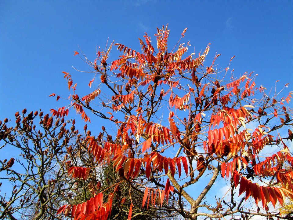 Essigbaum (Rhus typhina) in Hockenheim - Ursprung: östliches Nordamerika, schon um 1620 in Europa eingeführt