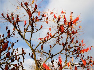 Essigbaum (Rhus typhina) in Hockenheim - Ursprung: östliches Nordamerika, schon um 1620 in Europa eingeführt