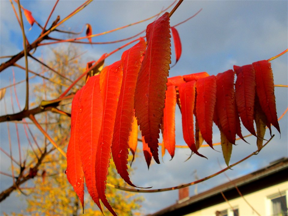 Essigbaum (Rhus typhina) in Hockenheim - Ursprung: östliches Nordamerika, schon um 1620 in Europa eingeführt