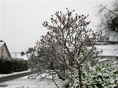 Essigbaum (Rhus typhina) in Hockenheim bei Neuschnee am 3. Dezember 2017 - Ursprung: östliches Nordamerika, schon um 1620 in Europa eingeführt