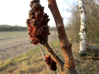 Essigbaum (Rhus typhina) in Hockenheim - eingeschleppt aus Nordamerika - im Winter bekommen die Äste ein regelrechtes "Winterfell"