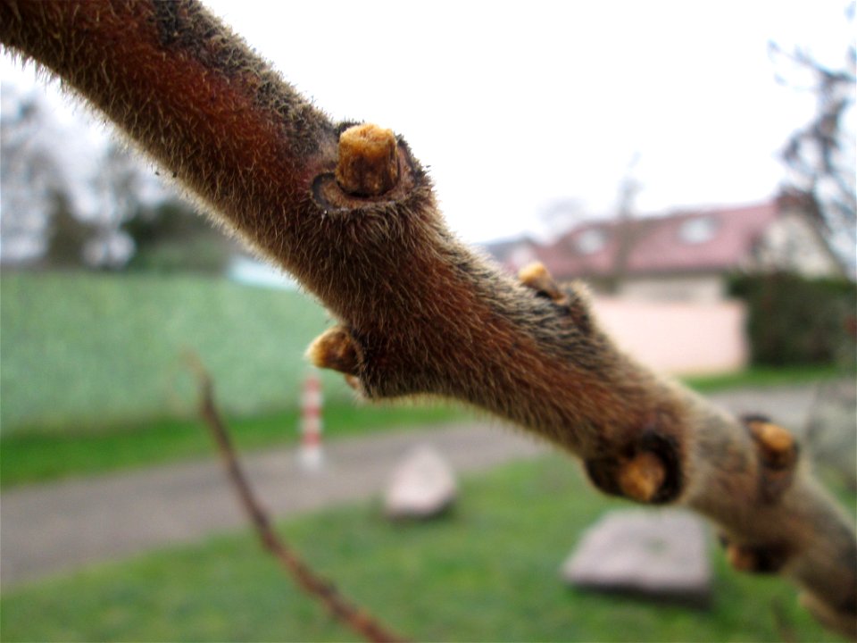 Essigbaum (Rhus typhina) in Hockenheim - eingeschleppt aus Nordamerika - im Winter bekommen die Äste ein regelrechtes "Winterfell"